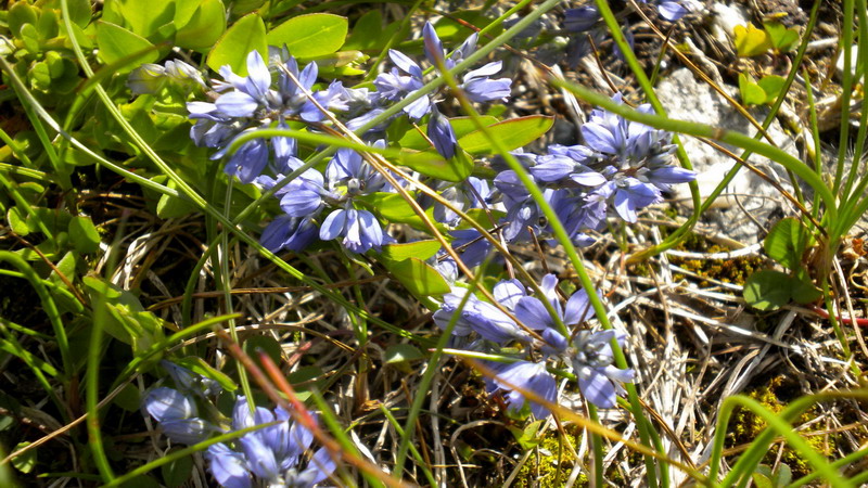 Polygala cfr. alpestris